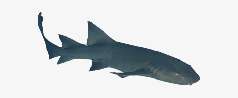 Dive Deep Into The Waters Off The Coast Of Belize To - Requiem Shark, transparent png #3843163