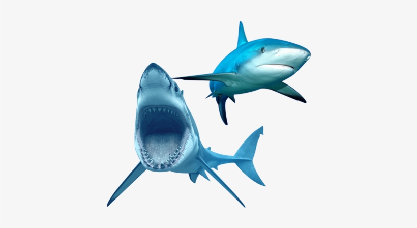 Shark Png Antalya Aquarium - Great White Shark Transparent, transparent png #3843212