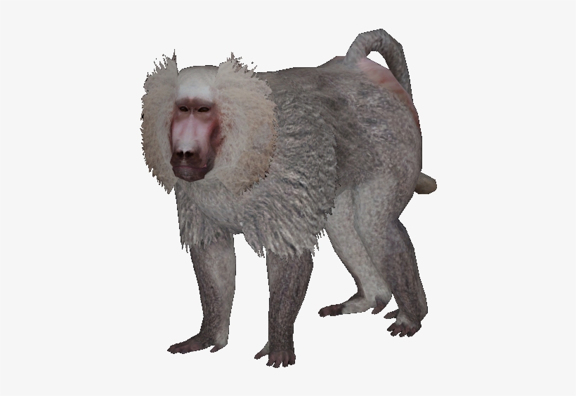 New Baboon - Zoo Tycoon 2 Hamadryas Baboon, transparent png #3843500