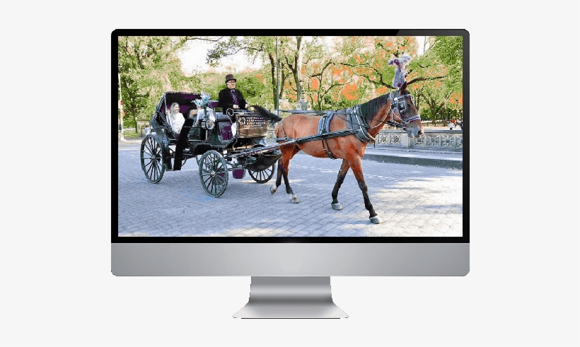 Central Park Horse & Carriage - Horse And Buggy, transparent png #3843521