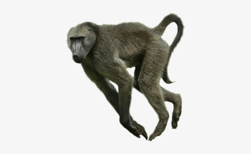 Animals - Baboons - Baboon Loose In San Antonio, transparent png #3843524