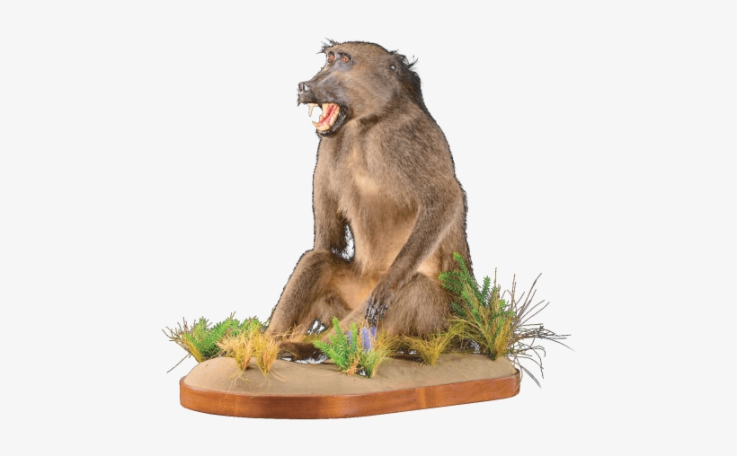Free Png Baboon Png Images Transparent - Portable Network Graphics, transparent png #3843572