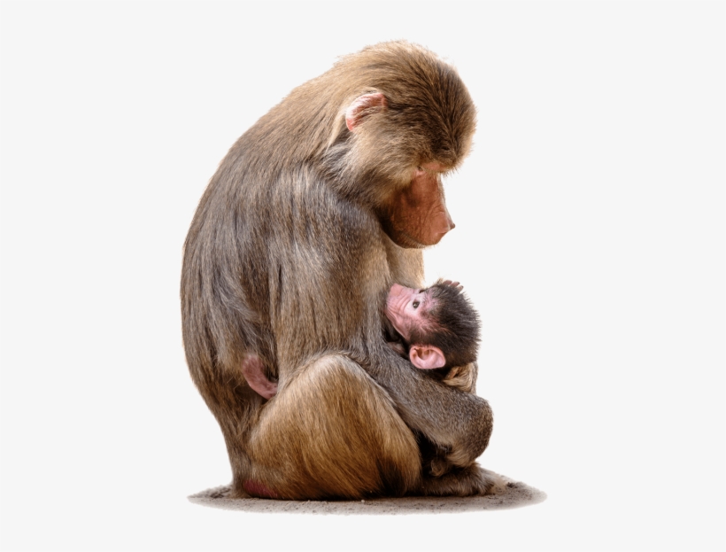 Free Png Baboon With Baby Png Images Transparent - Baboon Blood, transparent png #3843663