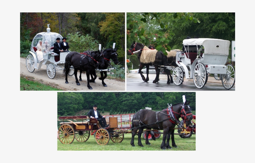 From Elegantly Rustic To Princess-like Wow, We Can - Bride, transparent png #3843693