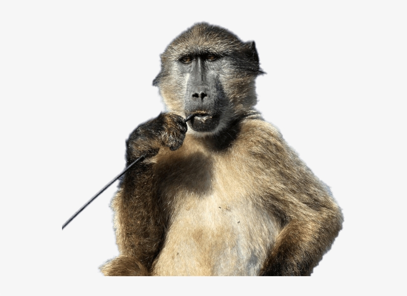 Baboon With Stick In His Mouth - Cape Town Baboon, transparent png #3843721