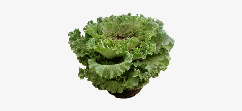 Curly Kale, transparent png #3843899