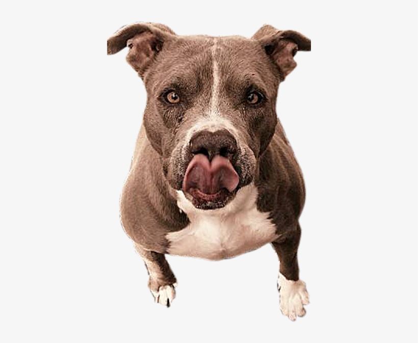 Let Your Pet Be Part Of Our Family - Pit Bull, transparent png #3843927