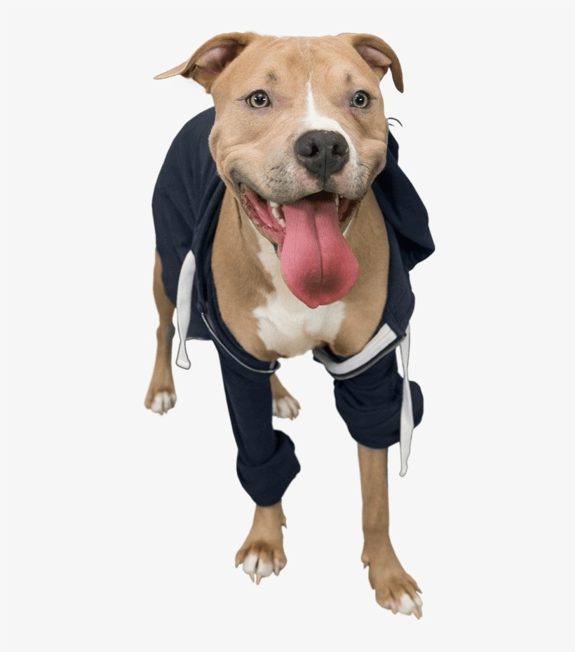 Dogpack Opted For Influencers Of The Four-legged Variety - American Pit Bull Terrier, transparent png #3843954