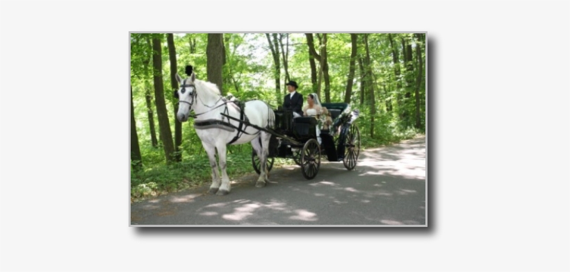 Burgundy Interior Vis A Vis Carriages - Horse And Buggy, transparent png #3844001