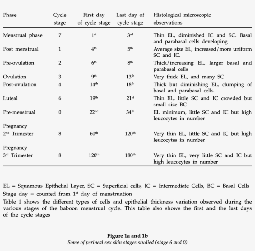 Baboon Vaginal Histological Observations - Number, transparent png #3844139
