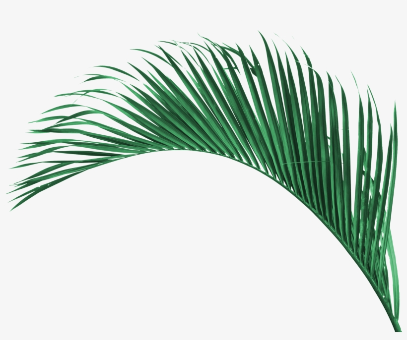 Relax Zone - Roystonea, transparent png #3844266