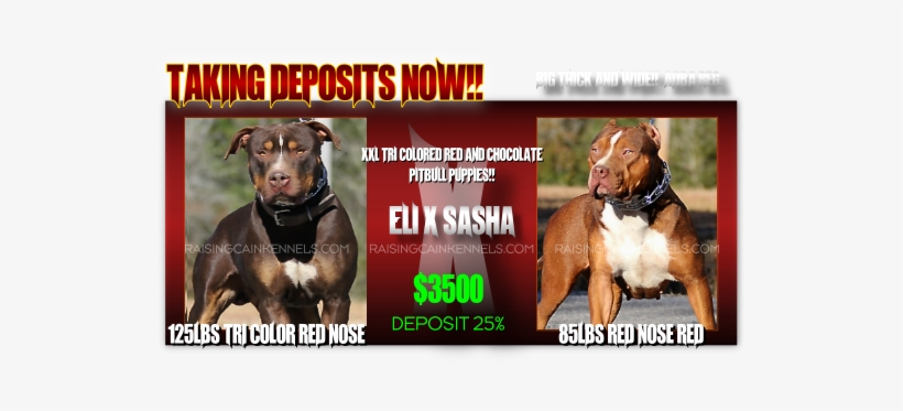 Xxl Puppies For Sale Click Here - Red Nose, transparent png #3844397