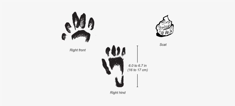Olive Baboon Tracks - Baboons Feet, transparent png #3844523