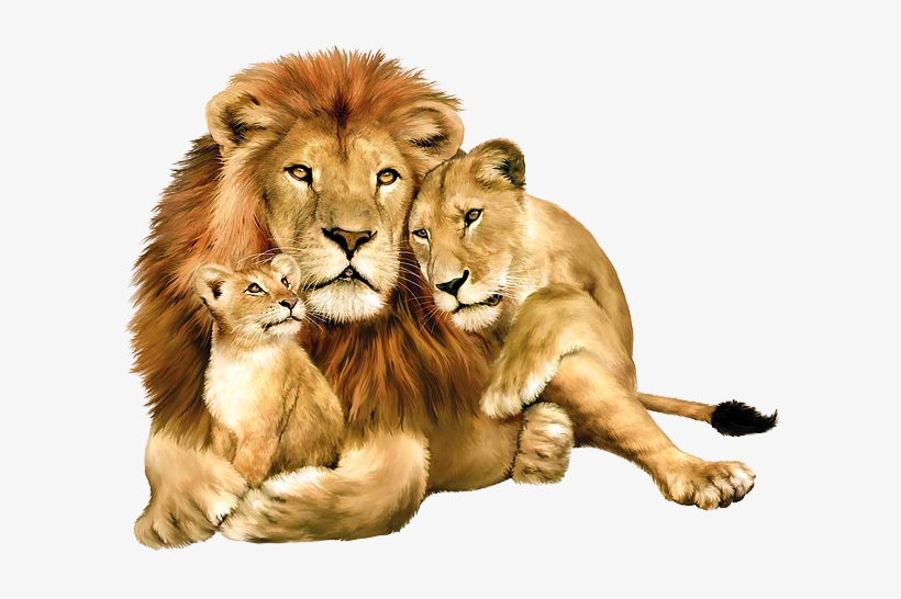 Lion Png Image - Lion Lioness And Cub, transparent png #3844577