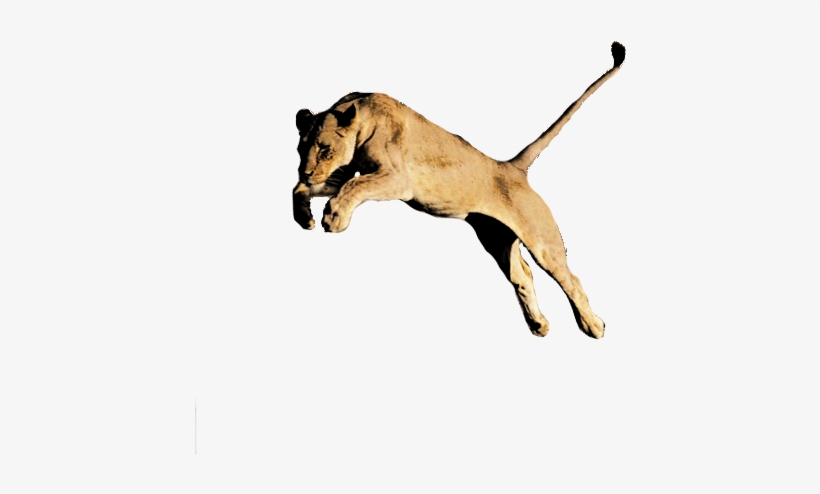 Free Free 236 Female Lion Svg Free SVG PNG EPS DXF File