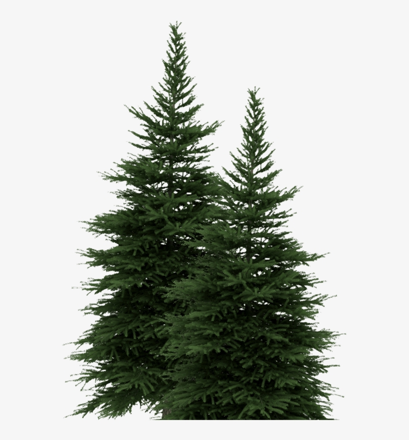 New York Lottery Pine Trees - Draw State Tree Of New York, transparent png #3844652