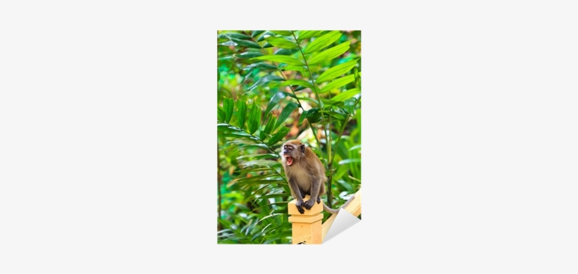 Macaque, transparent png #3844783
