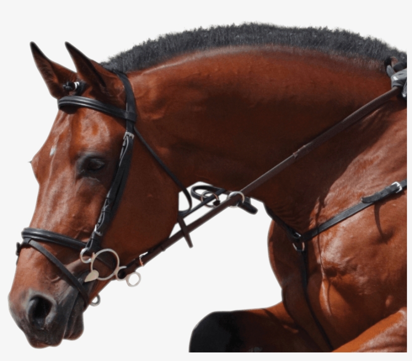 Happy Mouth Horse Bit - Happy Mouth Bit, transparent png #3844786