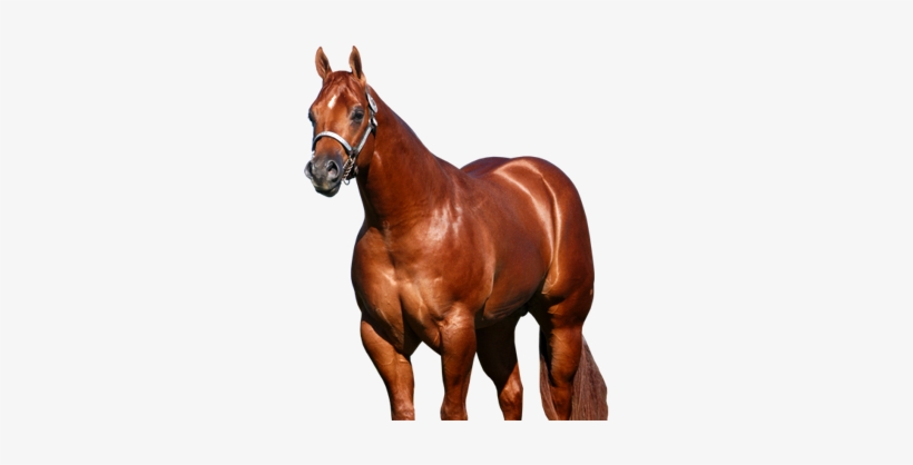 American Quarter Horse - American Quarter Horse Png, transparent png #3844813