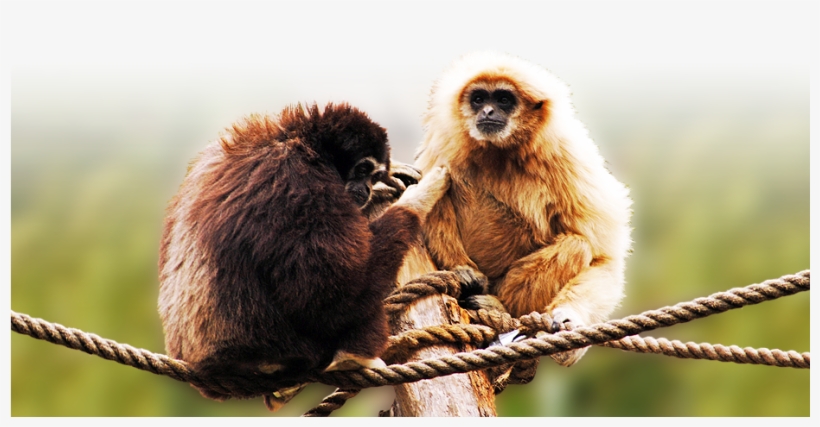 Ppark Bannersportweb Gibones, transparent png #3844814