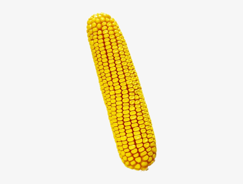 Ftecorn Corn Feedcorn Dentcorn Autumn Freetoedit - Aurangabad, transparent png #3844944