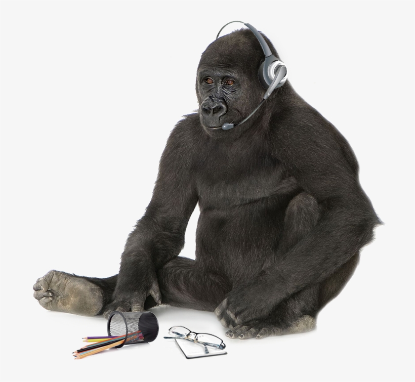 Please Fill In The Following Form And We'll Be In Touch - Gorilla, transparent png #3844946