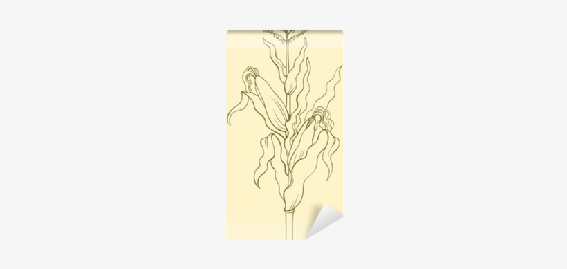 Corn Stalk, Leaves, Ears And Seeds Wall Mural • Pixers® - Sketch, transparent png #3845040