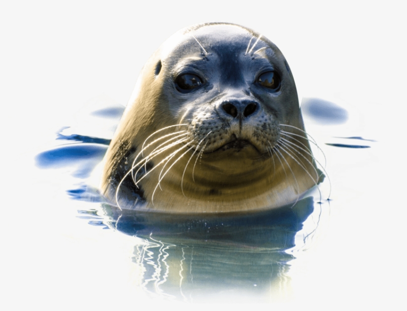 Free Png Seal Png Images Transparent - Seal Png, transparent png #3845105
