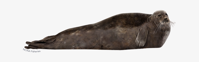 Bearded Seal, transparent png #3845301
