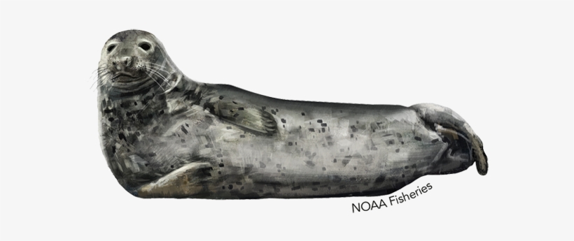 Gray Seal - Illustration, transparent png #3845423
