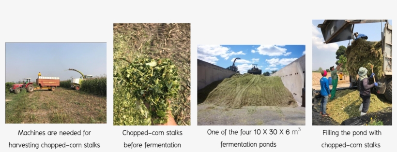 Figure 4 Regular Procedure For Making Cattle Forages - Field, transparent png #3845523