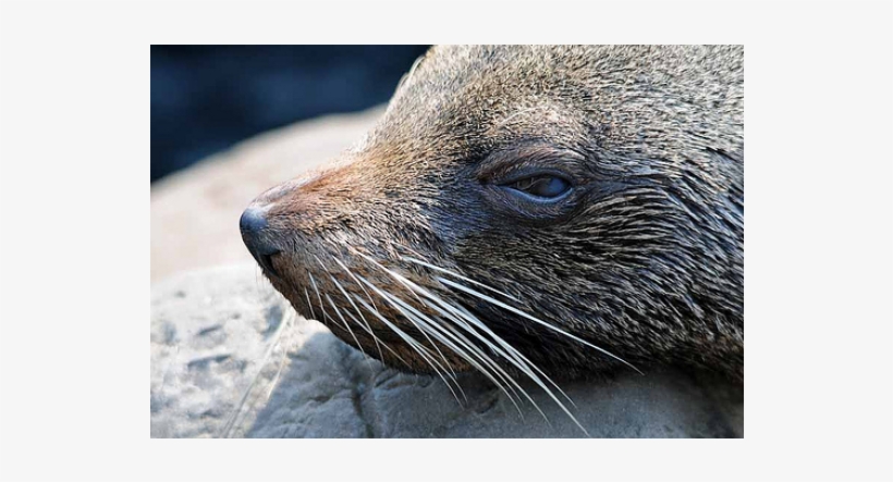 Bristol Zoo, transparent png #3845564