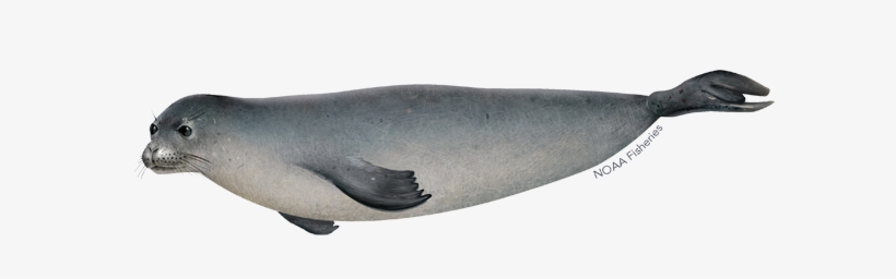 Hawaiian Monk Seal - Hawaiian Monk Seal Png, transparent png #3845610