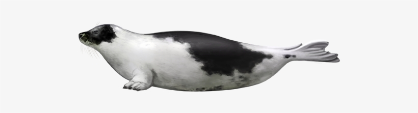 Phoque Du Groenland - Whitecoat, transparent png #3845700