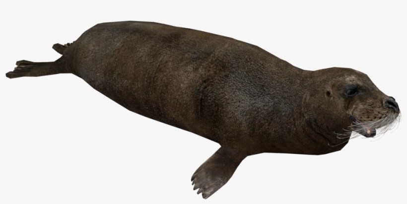 Bearded Seal, transparent png #3845724