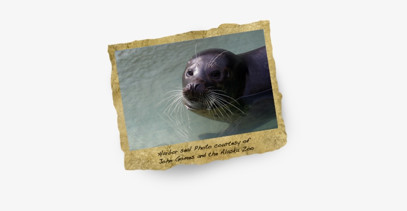 Maine, transparent png #3845756