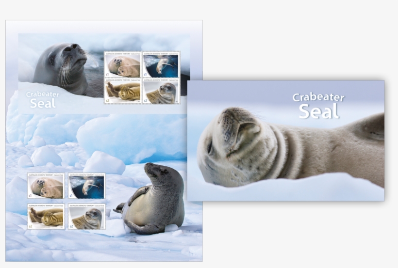 Stamp Pack Stamp Pack - Crabeater Seal, transparent png #3845934