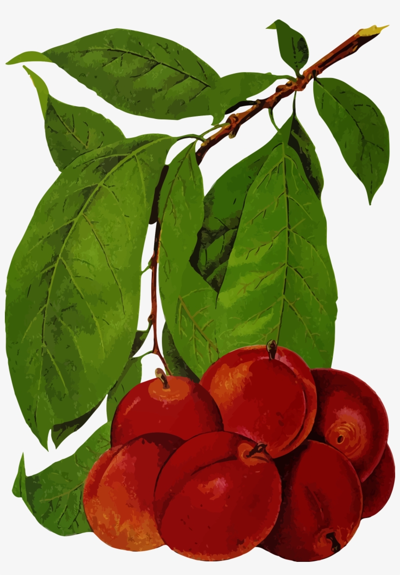 This Free Icons Png Design Of Plums 2, transparent png #3845998
