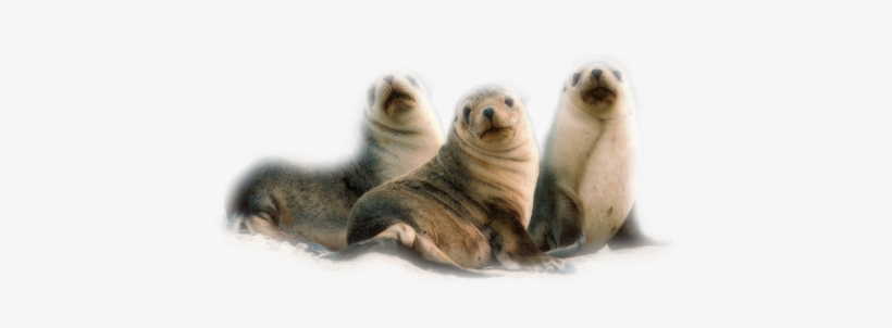 Publicat De Eu Ciresica La - Seals And Sea Lions Of The World [book], transparent png #3846065