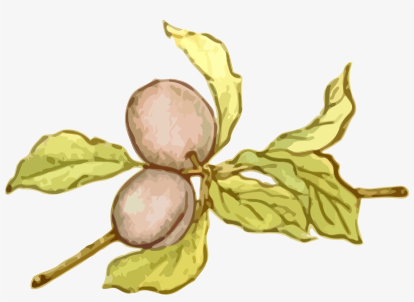 Mirabelle Plum Fruit Line Art Food - Clip Art, transparent png #3846528