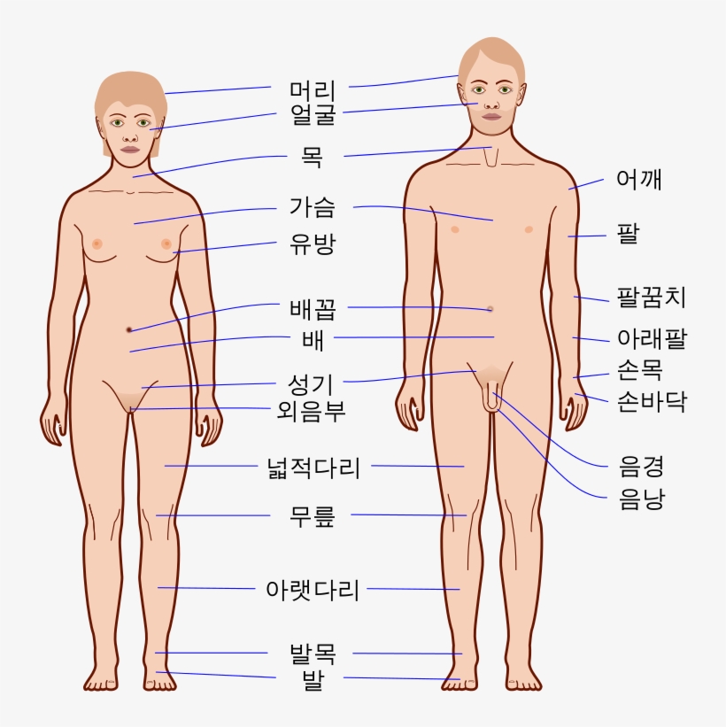 Human Body Outline - Body Ka, transparent png #3847172