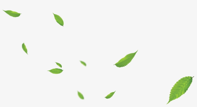 Daun - Png Daun - Daun Png Hd, transparent png #3847173