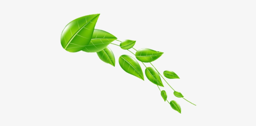 Daun 4 Header - Daun 4 Header Png, transparent png #3847261