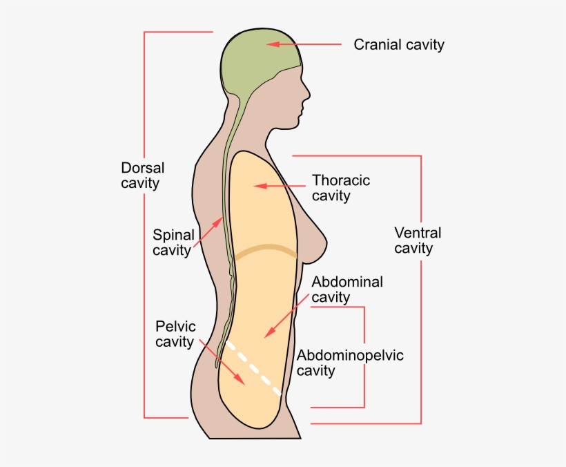 Clip Art Human Body Outline Printable - Body Cavities, transparent png #3847346