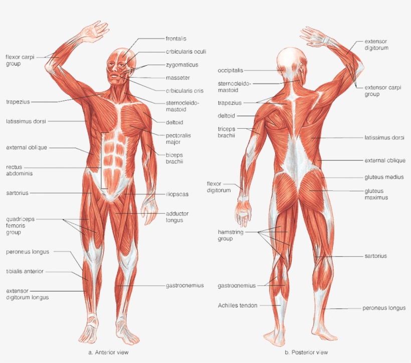 Vector Black And White Stock Achilles Drawing Human - Muscular System Drawing With Label, transparent png #3847387