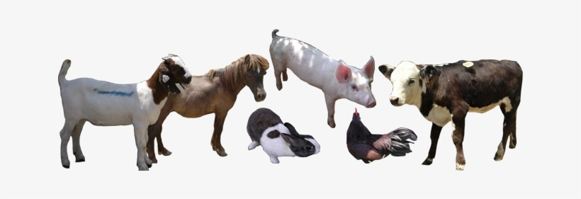 All Animals - Zoo, transparent png #3848726