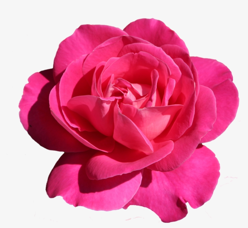 Pink Rose Png - Rose, transparent png #3849831