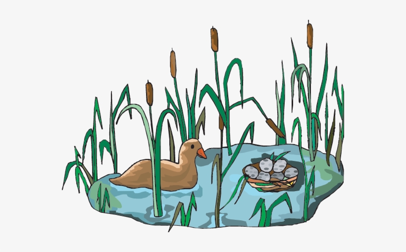 A Wetland Habitat - Wetlands Clipart, transparent png #3851825