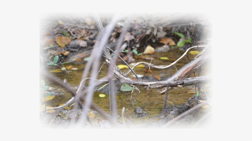 Grass, transparent png #3851926