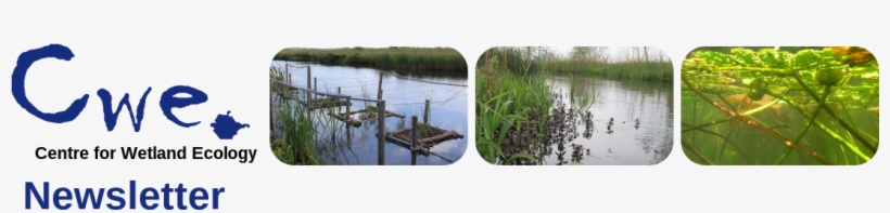 Newsletter 16 - Ecology, transparent png #3852205